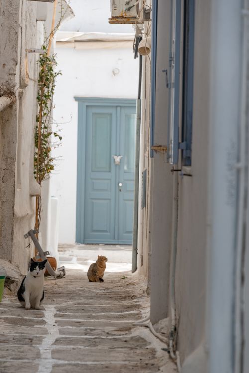 Free Two cats sit in a serene, narrow European alley with white walls and blue door. Stock Photo