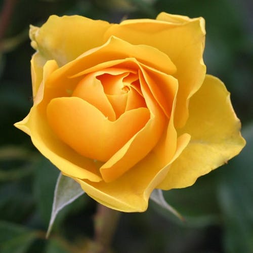 Selective Focus Photography of Yellow Rose Flower