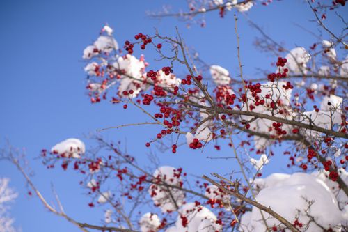Free Snow-covered rowan branches with vibrant red berries set against a clear blue sky. Stock Photo