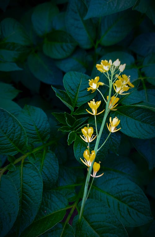 Gratis arkivbilde med blader, blomst, botanisk