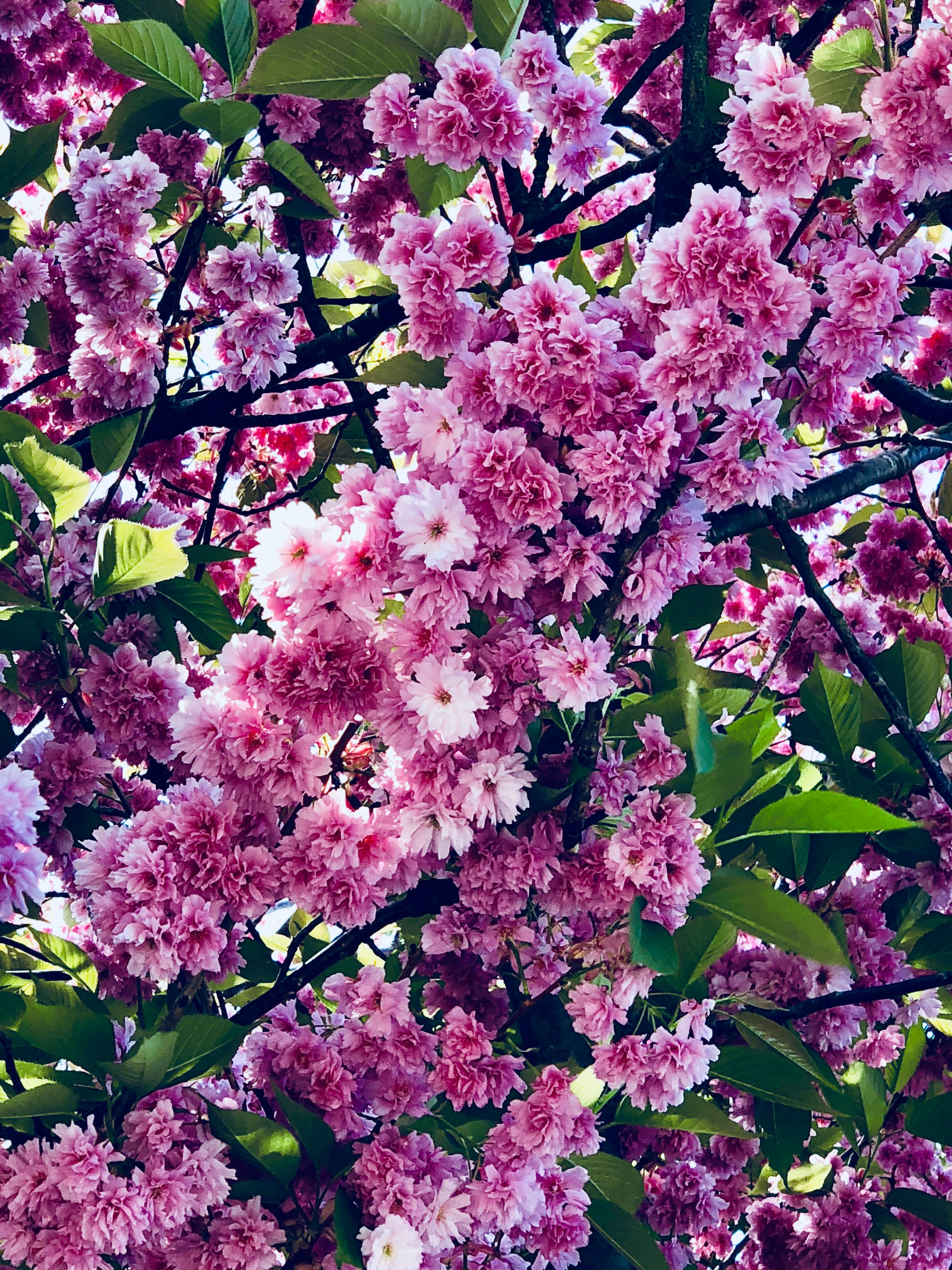 Photo gratuite de arbre  en fleurs bouquet de fleurs 