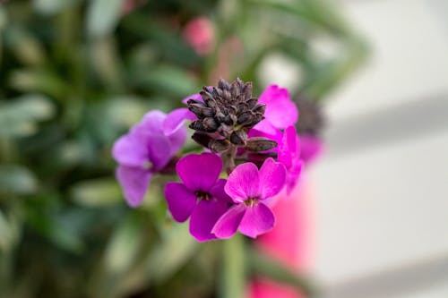 Free stock photo of flower, garden, macro