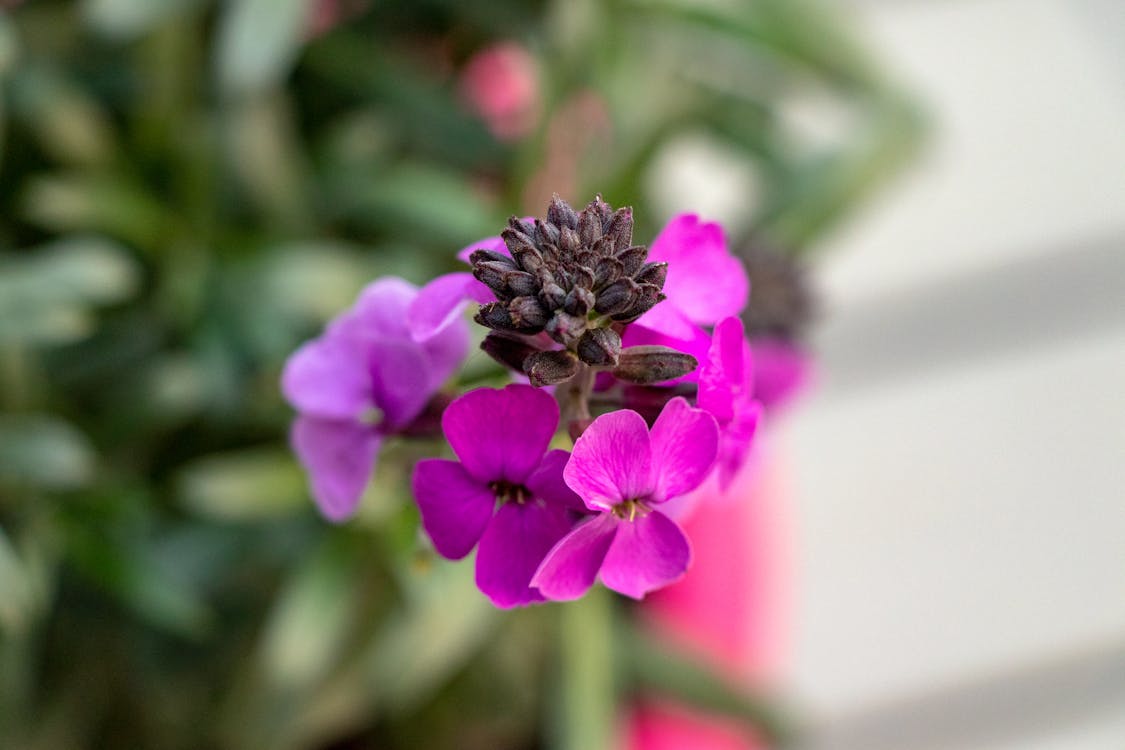 Základová fotografie zdarma na téma kytka, makro, zahrada