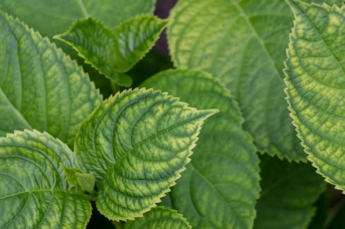 Free stock photo of garden, leafs, macro