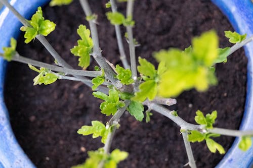 Kostenloses Stock Foto zu draufsicht, garten, makro