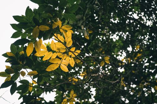 Free Close-up of green and yellow leaves on a tree branch in a Jakarta park, capturing nature's vibrant palette. Stock Photo