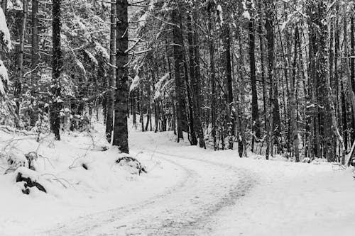 Fotobanka s bezplatnými fotkami na tému cesta, chladný, čiernobiely