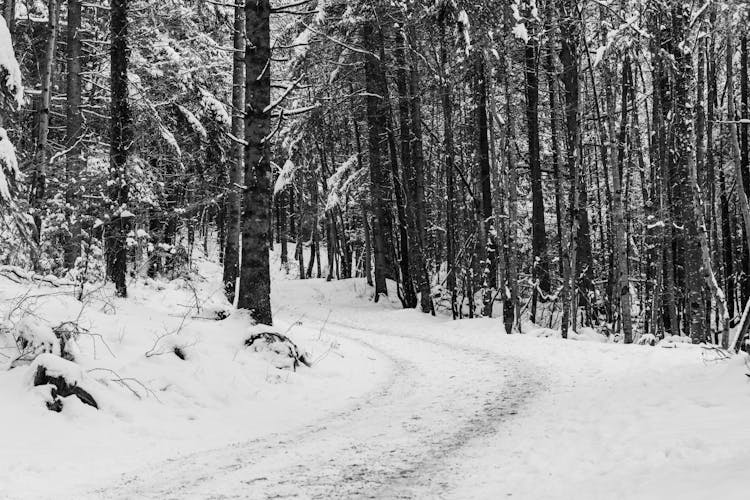 Grayscale Photo Of A Track Between Trees With Snow