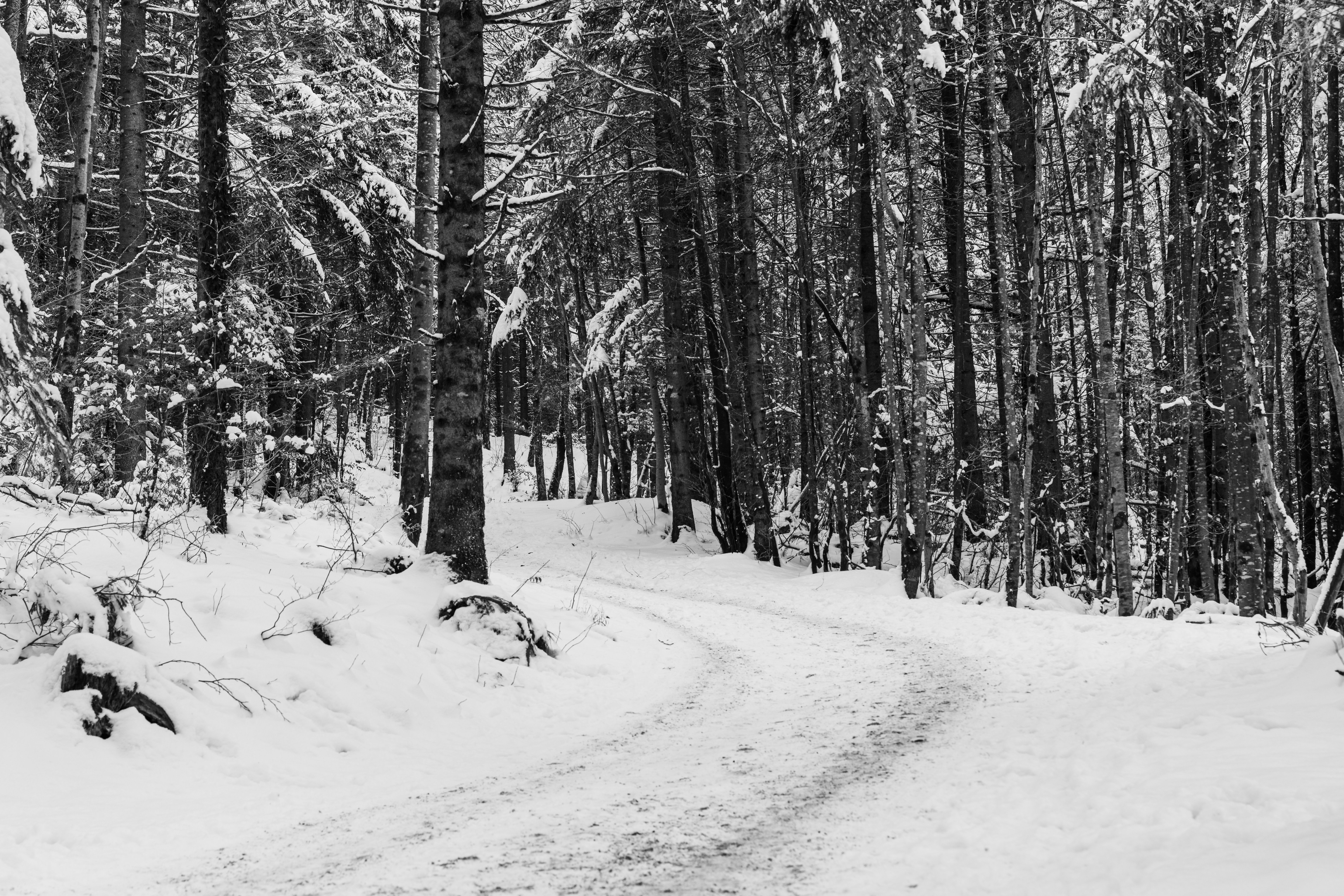 Grayscale Photo of a Track Between Trees with Snow · Free Stock Photo