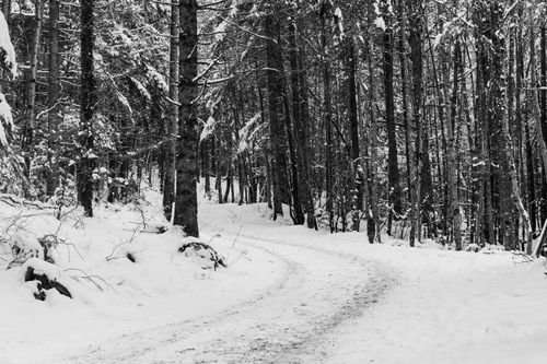 Free A serene winter forest scene with a snow-covered path and trees in Munich, Germany. Stock Photo