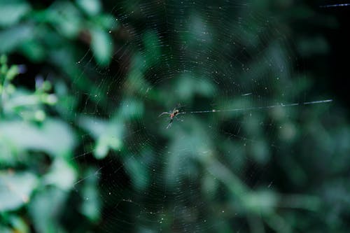 Základová fotografie zdarma na téma pavouk