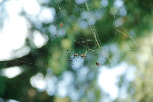 Fotobanka s bezplatnými fotkami na tému pavúk