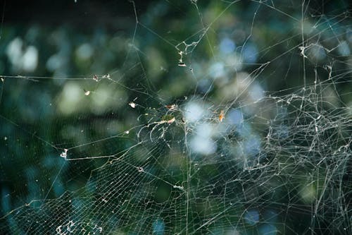 Δωρεάν στοκ φωτογραφιών με δίχτυ αράχνης