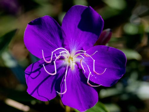 Violet Flower Head