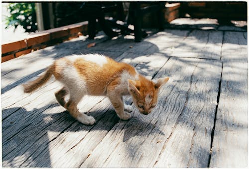 Gratis stockfoto met beest, buiten, huisdier