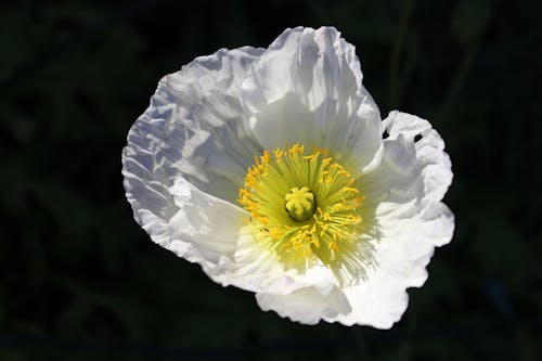 Close-Up Shot of a Poppy Flower