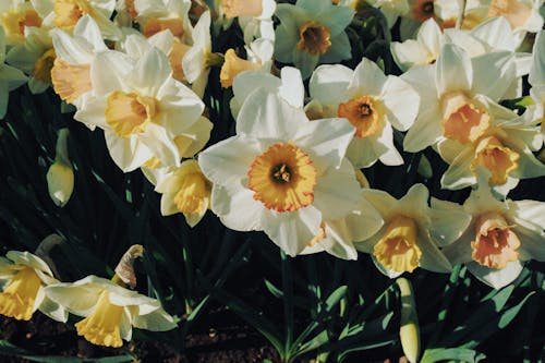 Narcissus Flowers in Close Up Photography