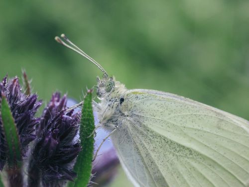 Free Macro shot of a cabbage white butterfly (Pieris rapae) perched on a purple flower, showcasing its delicate details. Stock Photo