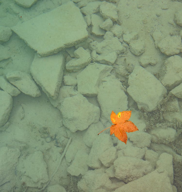 Brown Maple Leaf Floating On Water