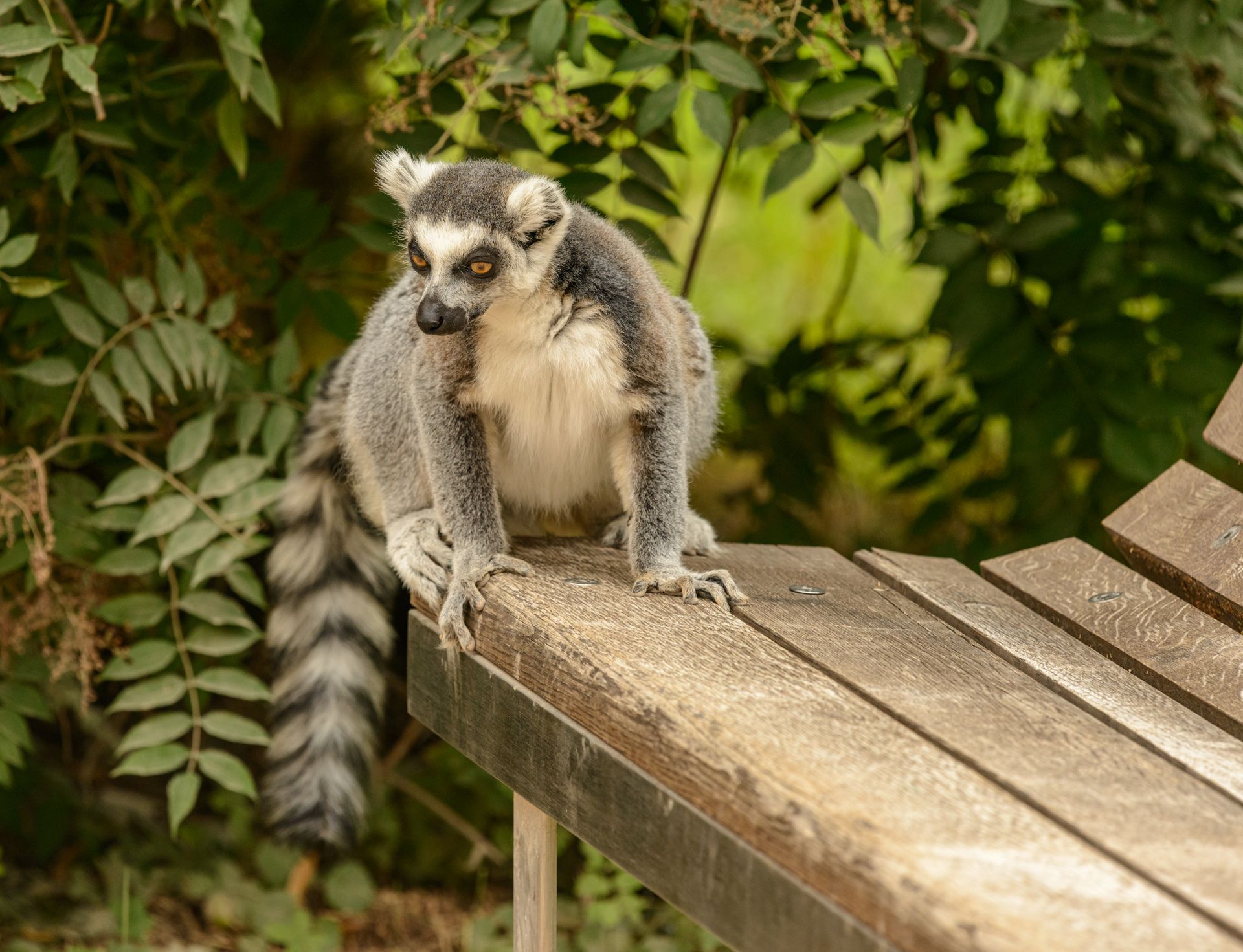 Ring-tailed lemur sitting on a wooden bench amidst greenery, showcasing wildlife in nature.