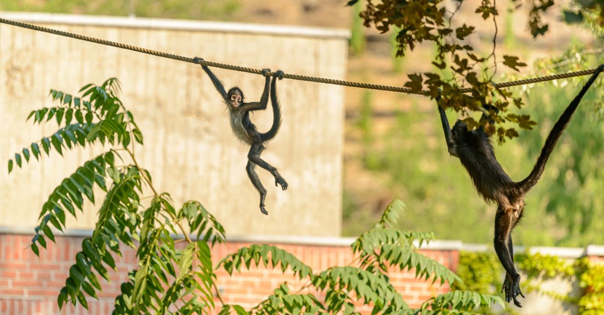 Monkey Rope Rescue Monkeys on Rope · Free Stock Photo