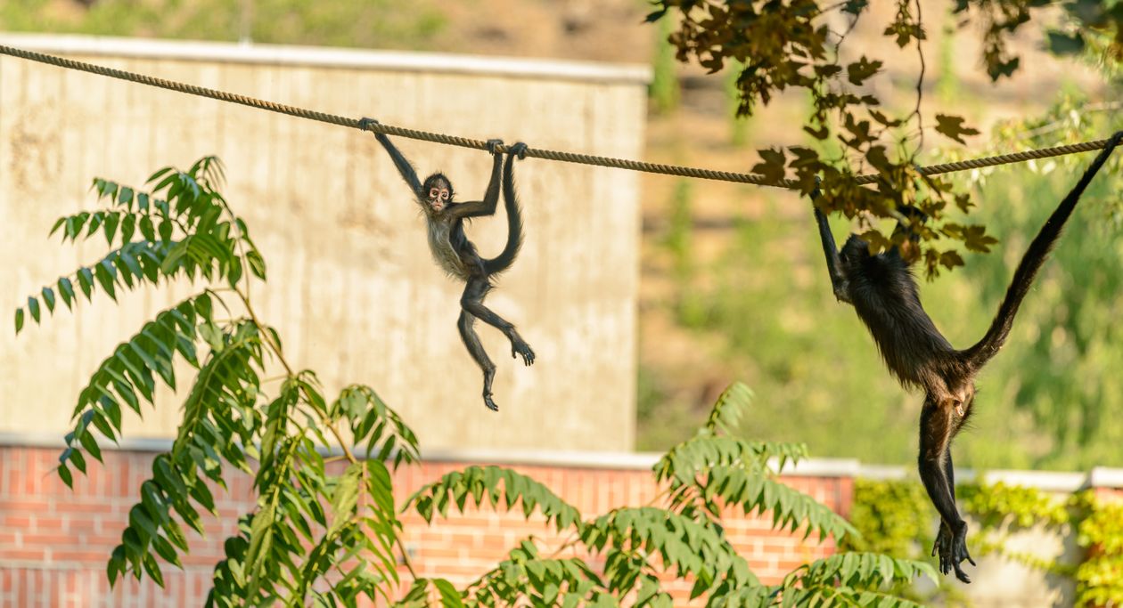 Primate Ropes Monkeys on Rope · Free Stock Photo