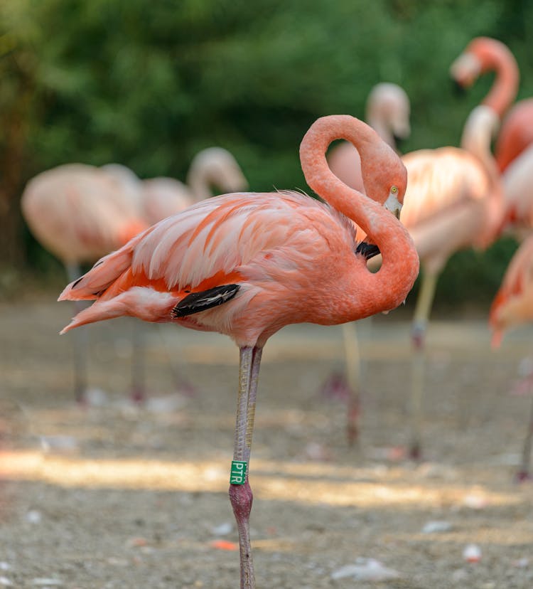 Flamingo Standing Outdoors