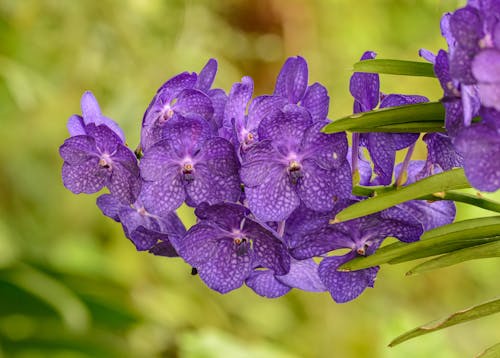 Close-up of Purple Flowers Blooming in Nature