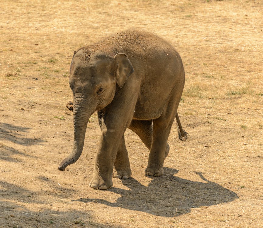 動物の写真, 象, 野生動物の無料の写真素材