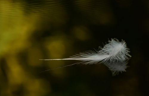 Free Close-up macro shot of a white feather gently floating on a reflective water surface. Stock Photo