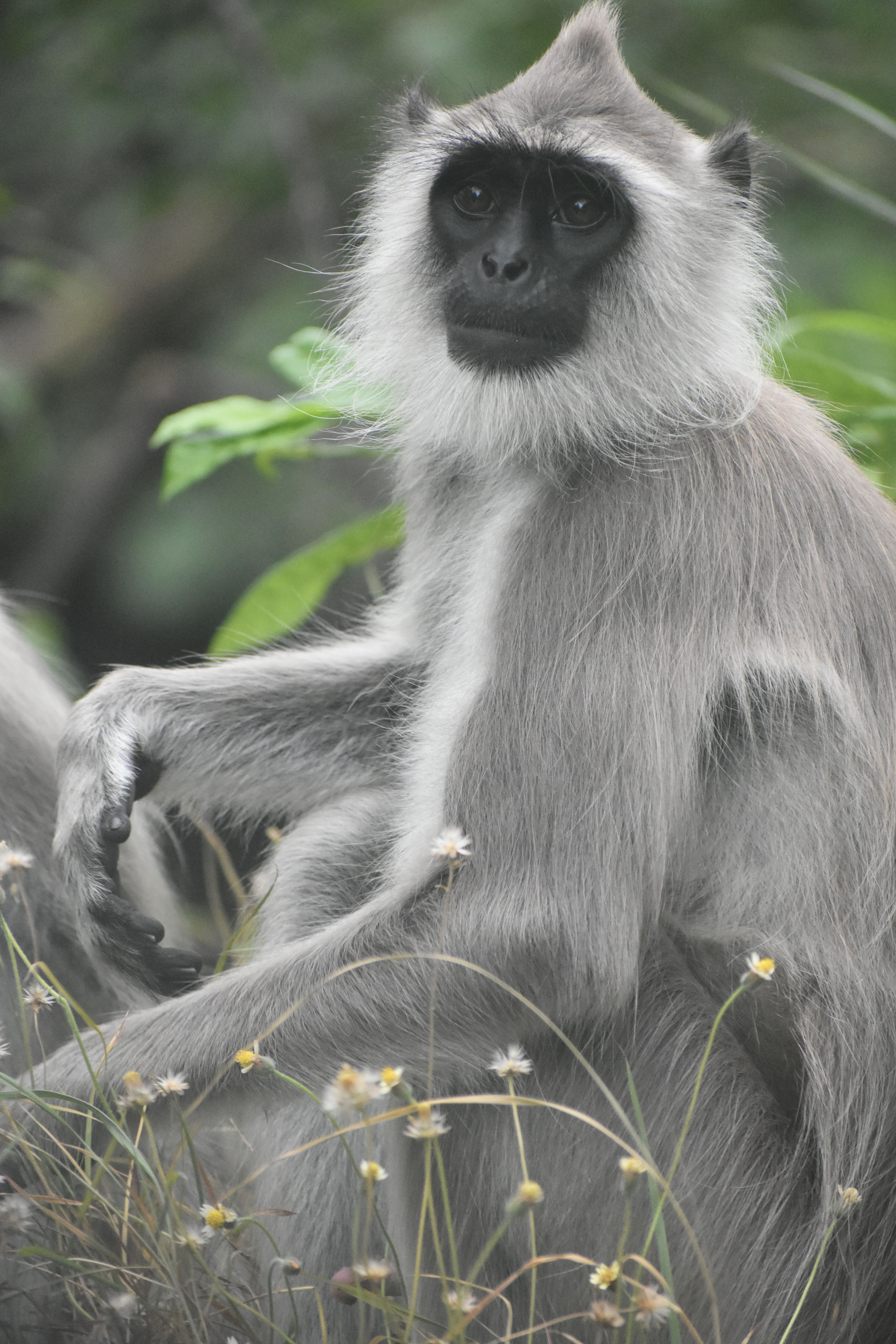 Grey and White Monkey on Tree Branch · Free Stock Photo