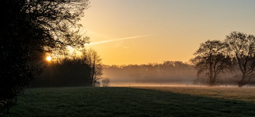 Free stock photo of fog, golden hour, meadow