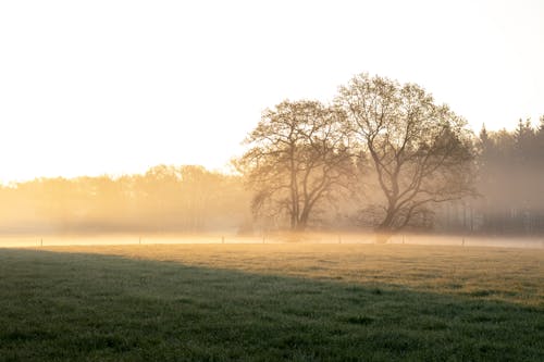 Free stock photo of fog, golden hour, meadow