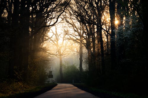 Ilmainen kuvapankkikuva tunnisteilla auringonsäteet, kaista, puut