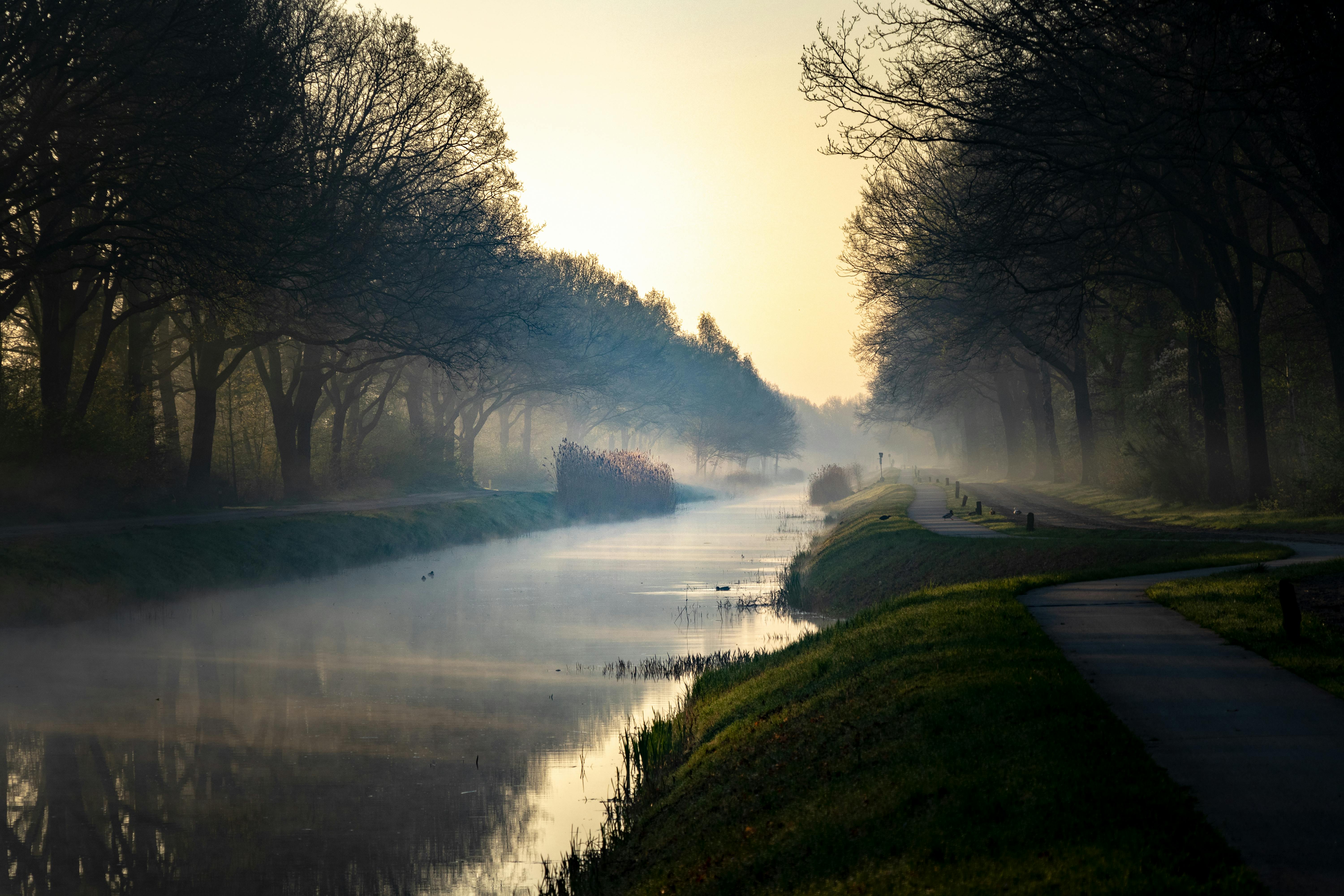 river in the middle of green trees