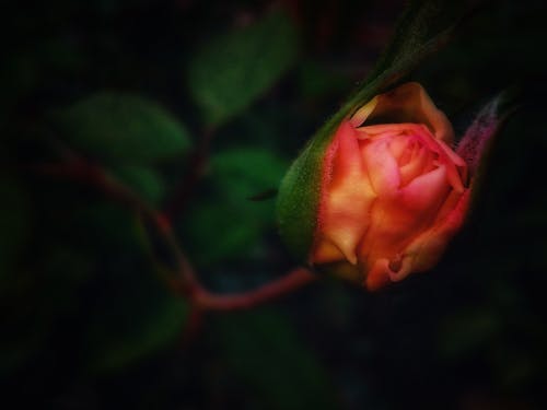 Free Rose flower Stock Photo