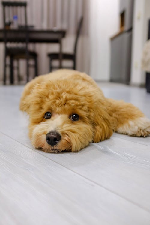Portrait of a Brown Dog Resting on the Floor