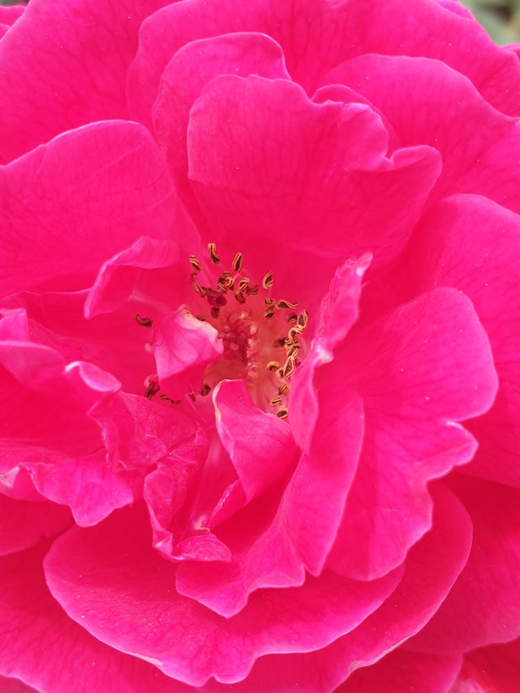 Close Up Of Pink Flower Petals