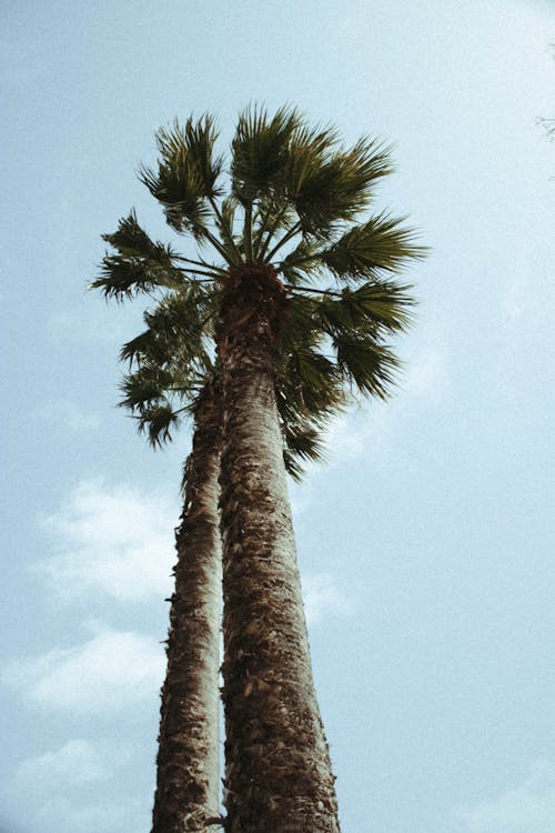 Бесплатное стоковое фото с вертикальный выстрел, голубое небо, кокос