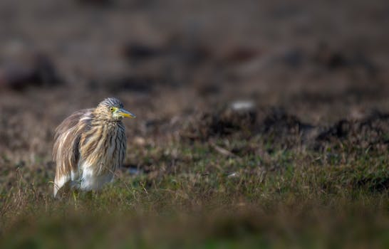 A detailed photograph capturing a heron standing in its natural habitat with blurred background.
