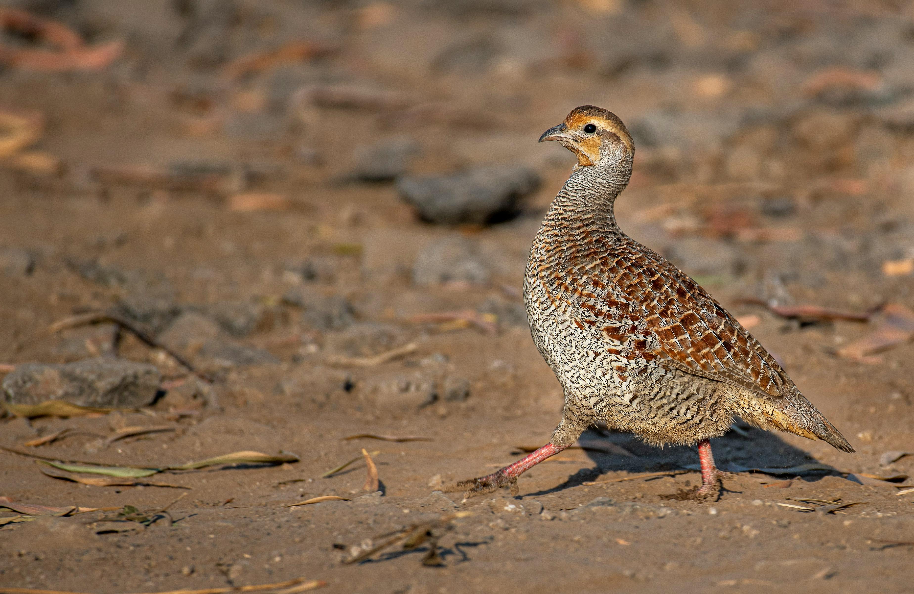 Grey Indian Francolin Walking · Free Stock Photo