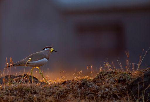 Close-Up Shot of a Bird on the Ground