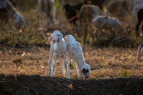 Free Cute baby goats grazing in a sunlit pasture, showcasing rural farm life. Stock Photo