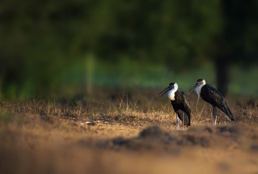 Close-up of Two Asian Woolly-necked Stork