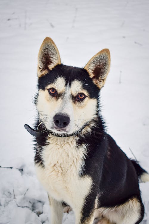 Cute Husky Dog Sitting on Snow Ground