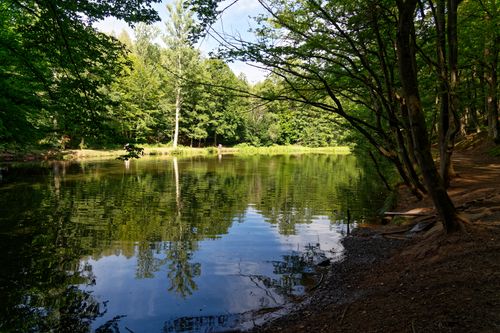 Free Serene lake surrounded by lush forest trees reflecting in calm waters. Stock Photo