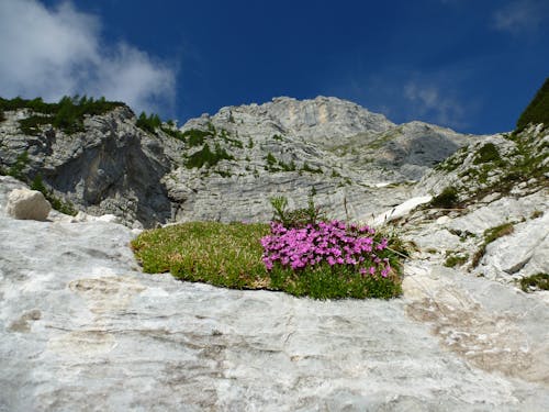 View of Grass and Purple Flowers Growing in Mountains