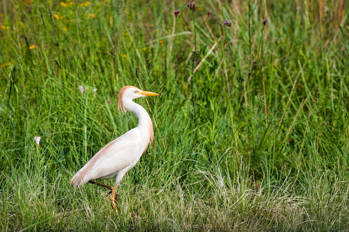 Egret Bird