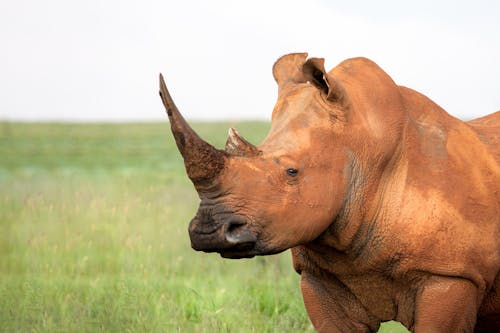 Free Brown Rhinoceros Stock Photo