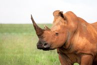 Brown Rhinoceros